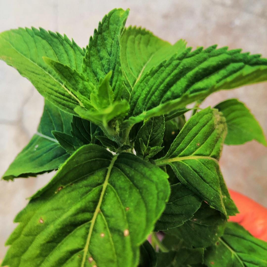 就尽量有声小说